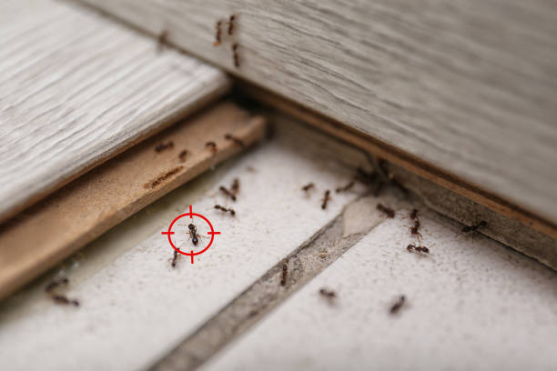 Best Insect Control  in Berkley, MI