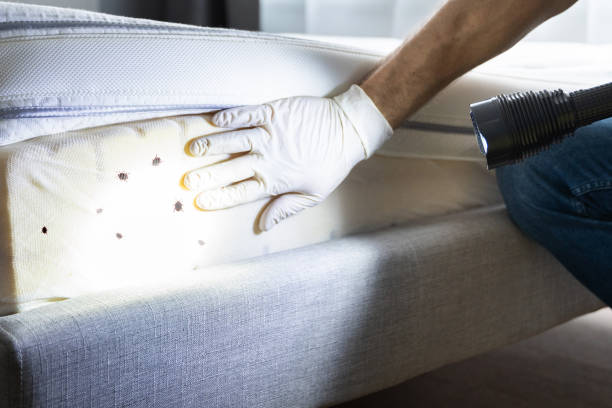 Best Local Pest Control Services  in Berkley, MI